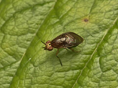 Steganopsis melanogaster