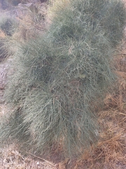 Ephedra fragilis