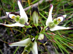 Disa bivalvata