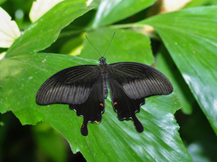 Papilio helenus