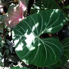 Philodendron gloriosum