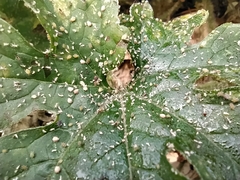 Aphis gossypii