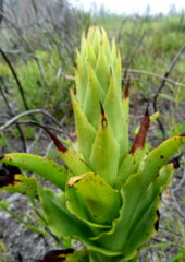 Disa cornuta