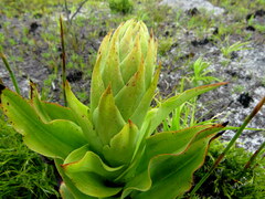 Disa cornuta