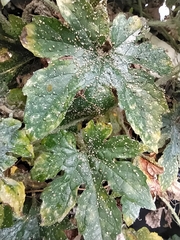 Aphis gossypii