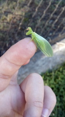 Drepanicus chrysopinus