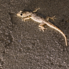 Hemidactylus flaviviridis