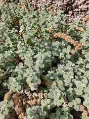 Pseudodictamnus hirsutus