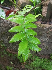 Macrothelypteris torresiana