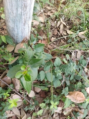 Rhamnus alaternus