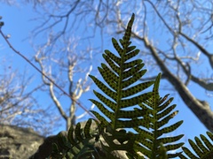 Polypodioideae