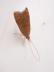 Lecithocerinae