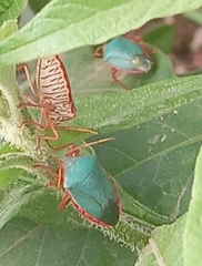 Edessa rufomarginata