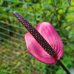 Anthurium andraeanum