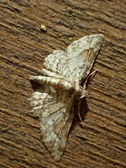Calluga costalis