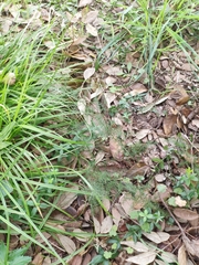 Asparagus acutifolius