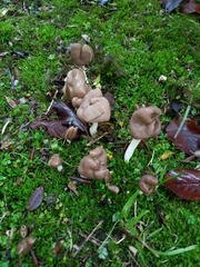 Helvella elastica