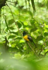 Trogon rufus