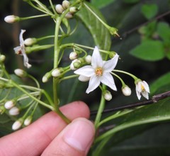 Solanum laxum