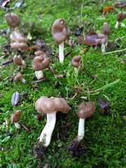 Helvella elastica