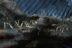 Pterulicium gracile