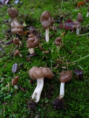 Helvella elastica