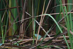 Acrocephalus bistrigiceps