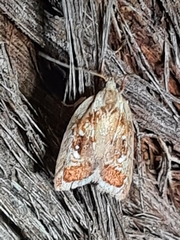 Euchaetis