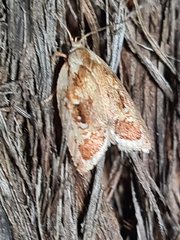Euchaetis