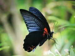 Papilio memnon