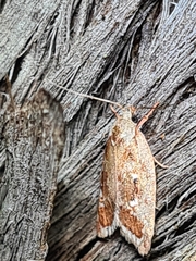 Euchaetis