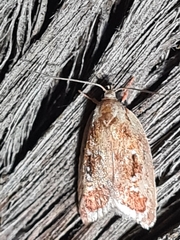 Euchaetis