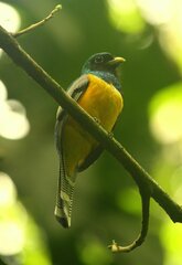 Trogon rufus