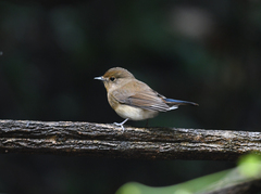 Cyornis
