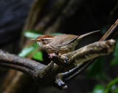 Pellorneum ruficeps