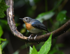 Cyornis sumatrensis