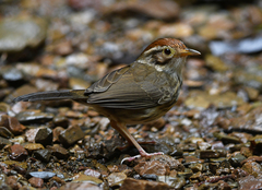 Pellorneum ruficeps