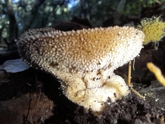 Lycoperdon marginatum