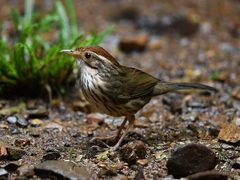 Pellorneum ruficeps