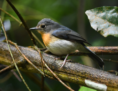 Cyornis sumatrensis
