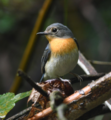 Cyornis sumatrensis