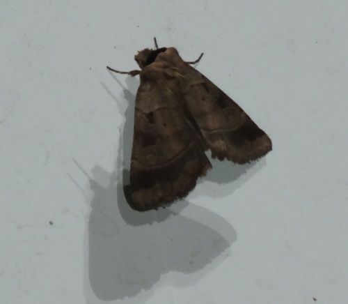 Agnorisma badinodis