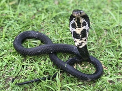 Naja sumatrana