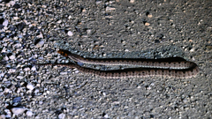 Protobothrops elegans