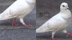 Columba livia domestica