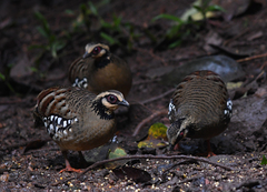 Arborophila brunneopectus