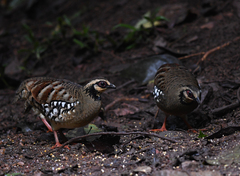 Arborophila brunneopectus