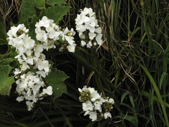 Libertia chilensis