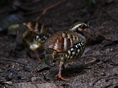 Arborophila brunneopectus