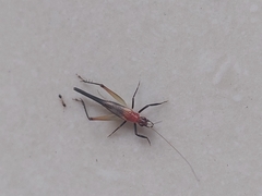 Homoeoxipha lycoides